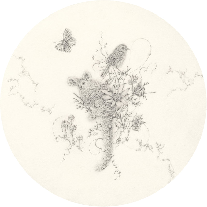 Eva Nolan, drawing, pencil on paper,  greater glider, flannel flower, bird, butterfly, Australian art