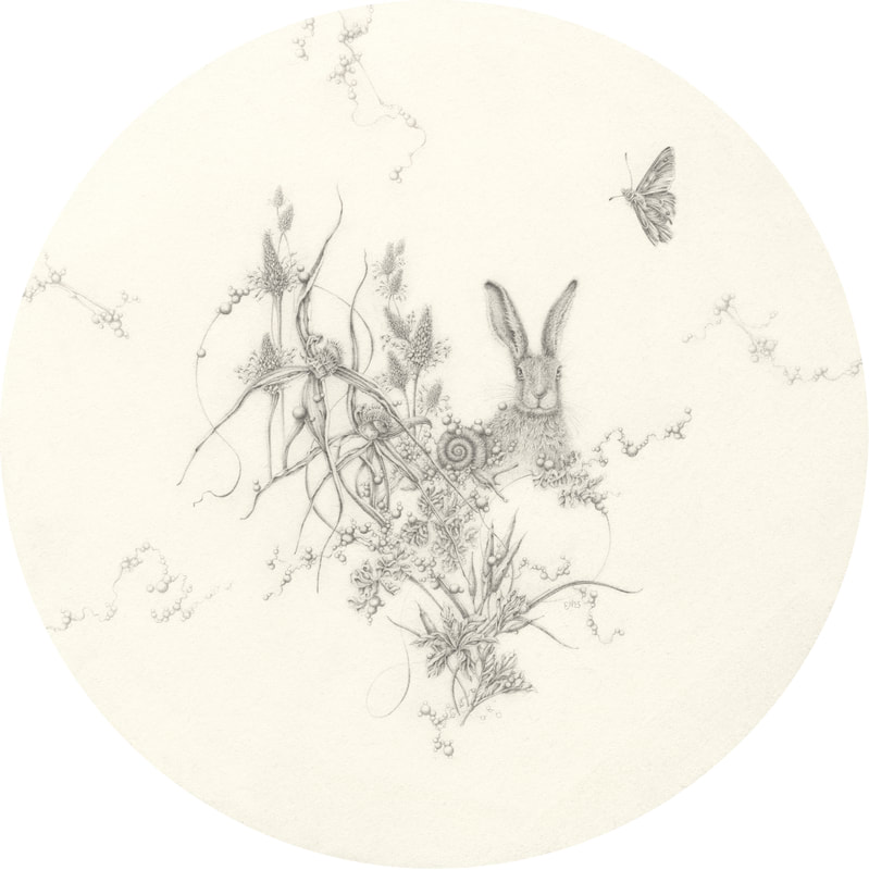 Eva Nolan, drawing, pencil on paper, hare, butterfly, orchid, snail, flower, Australian art