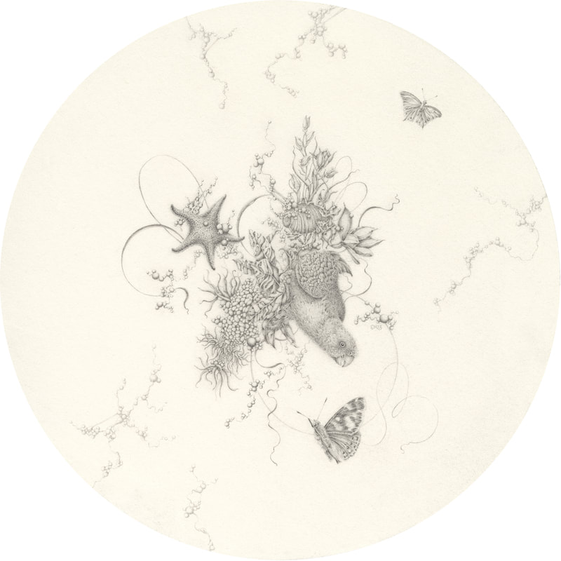 Eva Nolan, drawing, pencil on paper, king parrot, anemone, butterfly, starfish, Australian art