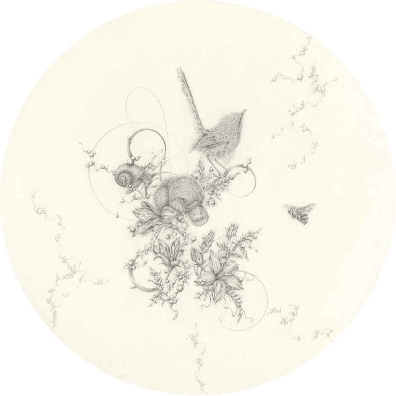 Eva Nolan, drawing, pencil on paper, platypus, bird, snail, flower, bee, Australian art