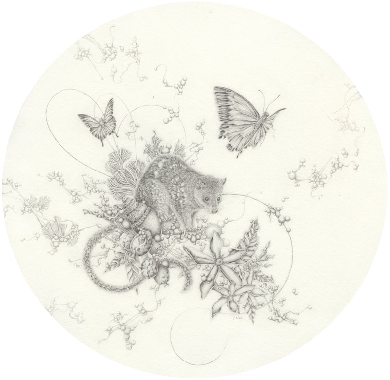 Eva Nolan, drawing, pencil on paper, quoll, flower, shell, fungi, Ulysses butterfly, Australian art